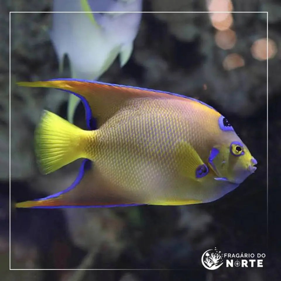 Holacanthus ciliaris Adulto 1