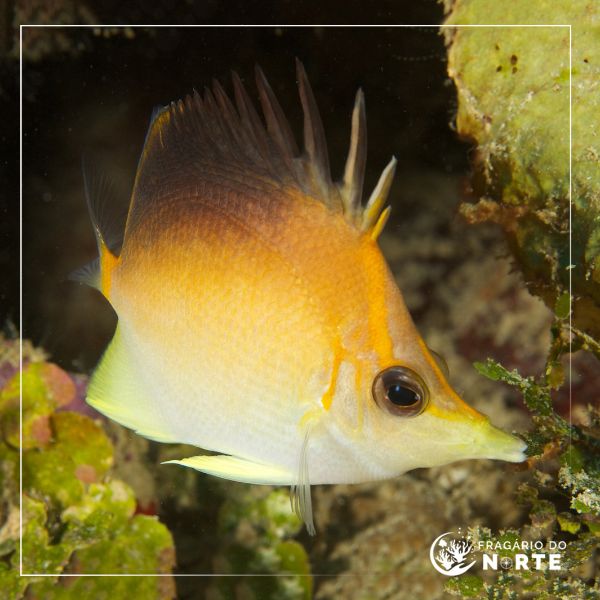 Prognathodes aculeatus