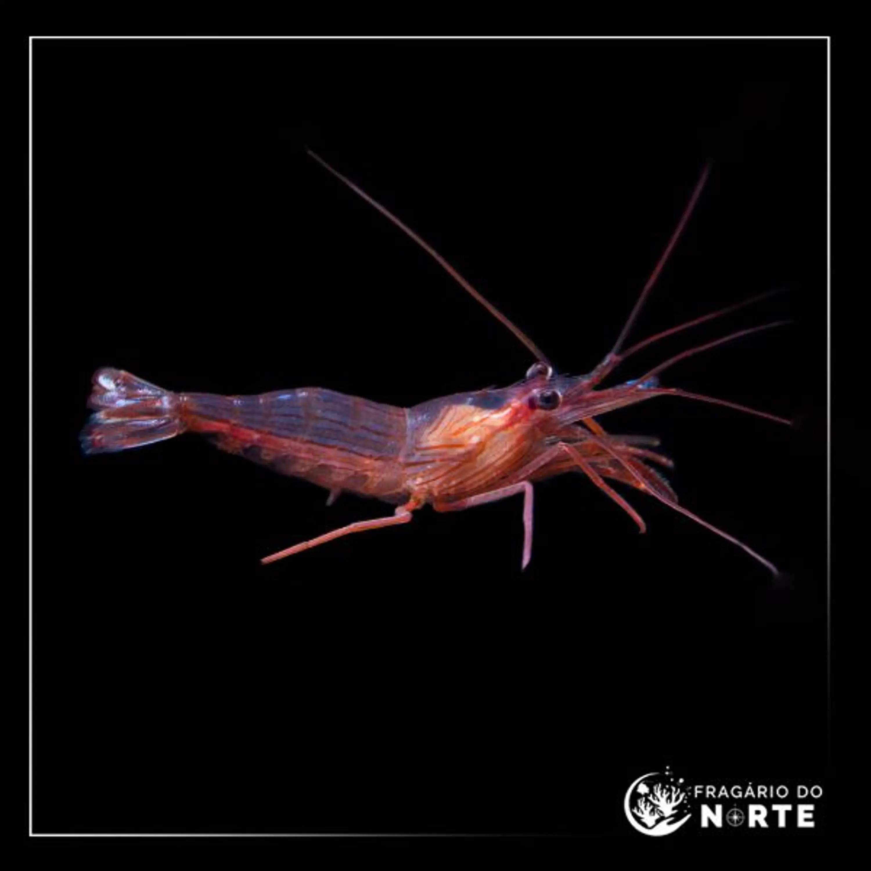 Lysmata wurdemanni