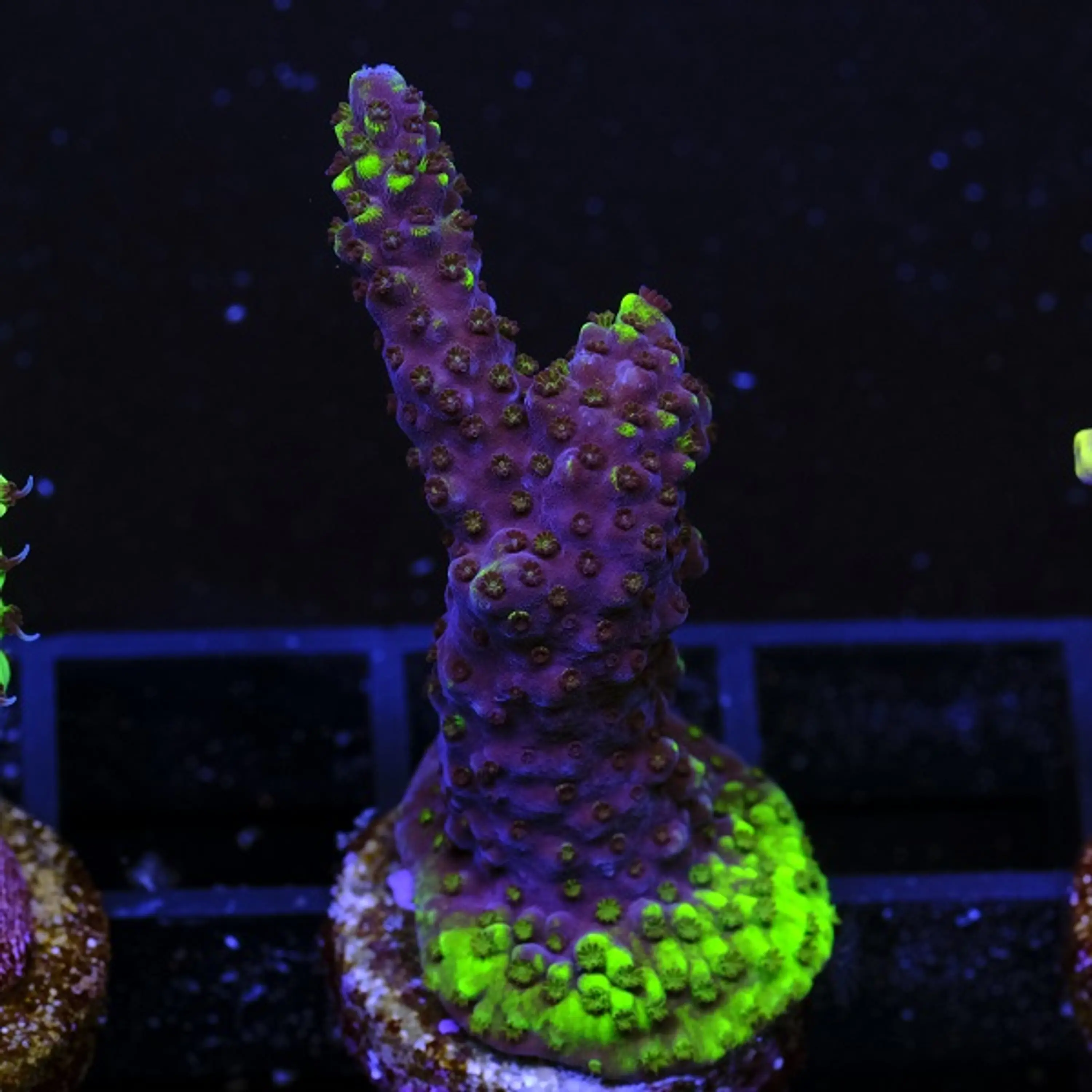 Acropora Grafted
