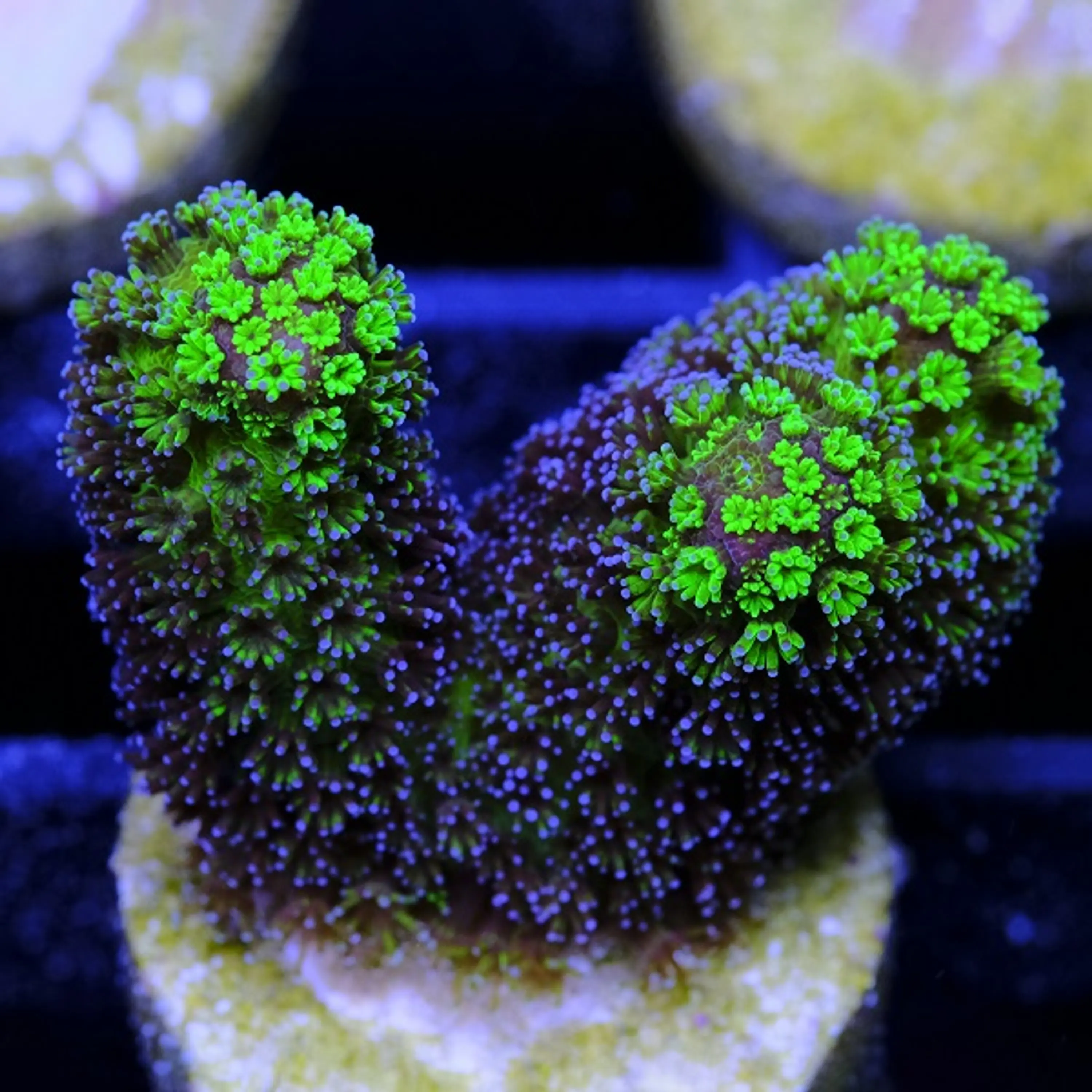 Stylophora Green