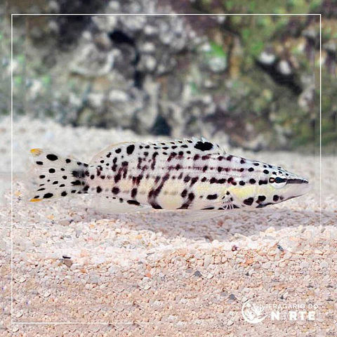 Serranus tigrinis