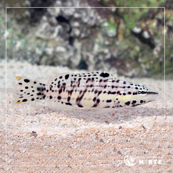 Serranus tigrinis