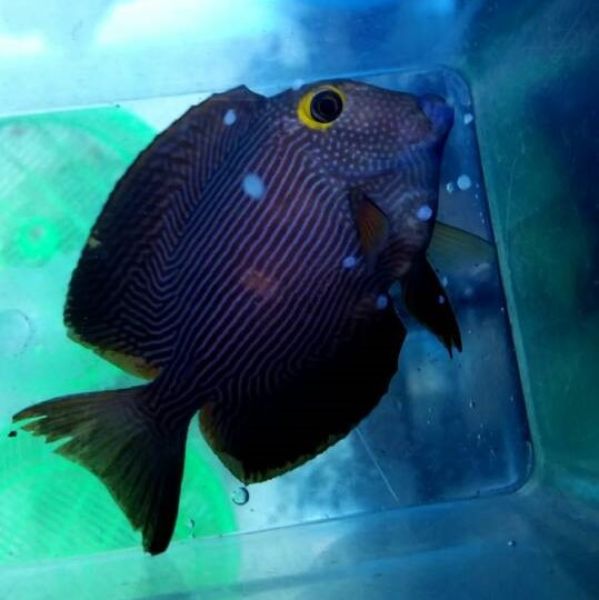 Monogenea 1