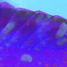 Monogenea 2