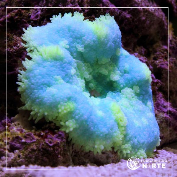 Stichodactyla tapetum
