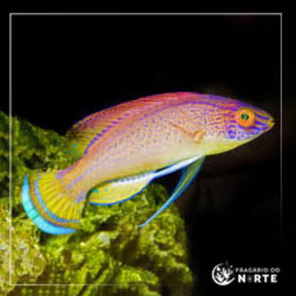 Cirrhilabrus pylei