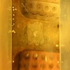 Monogenea 3