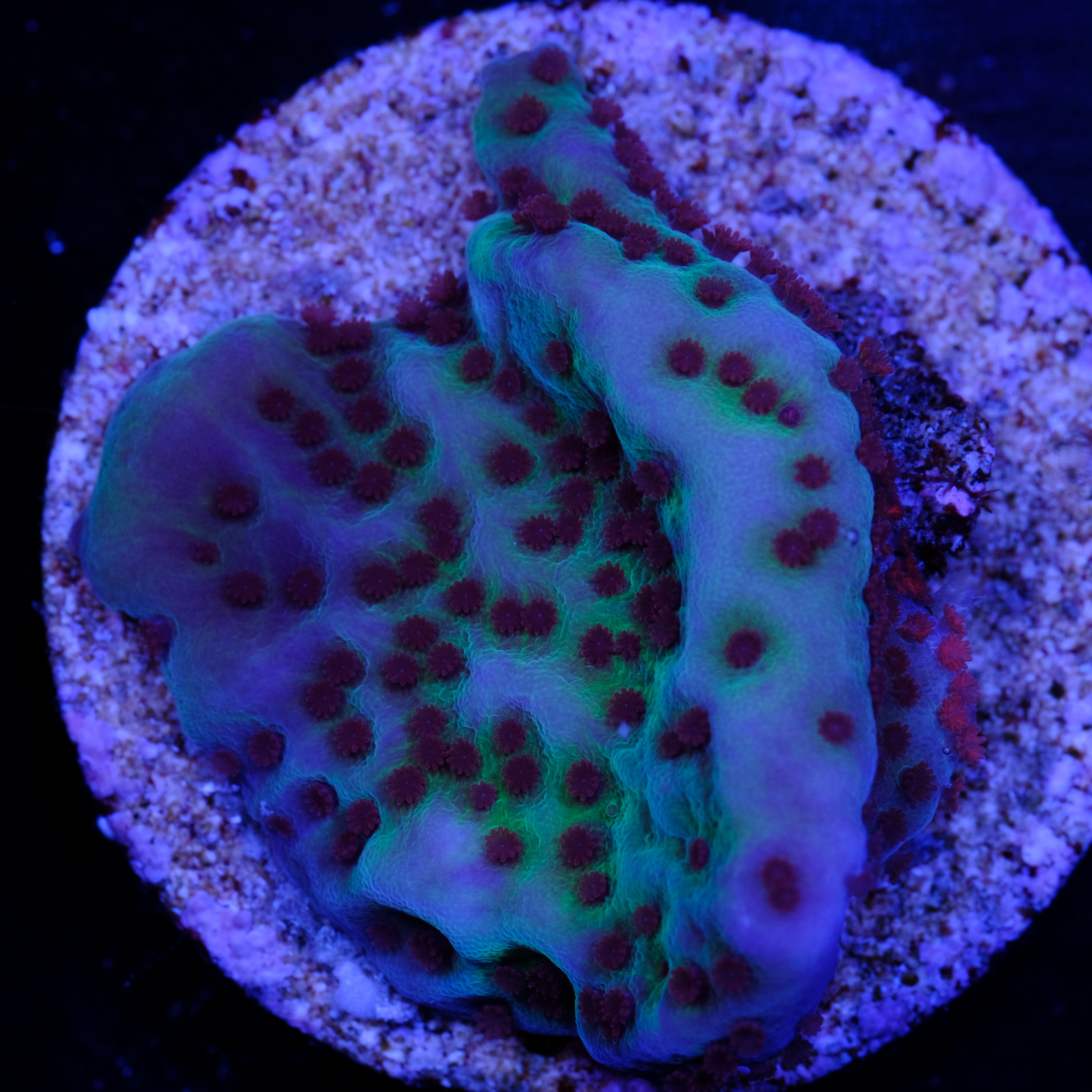 Montipora Mind Trick