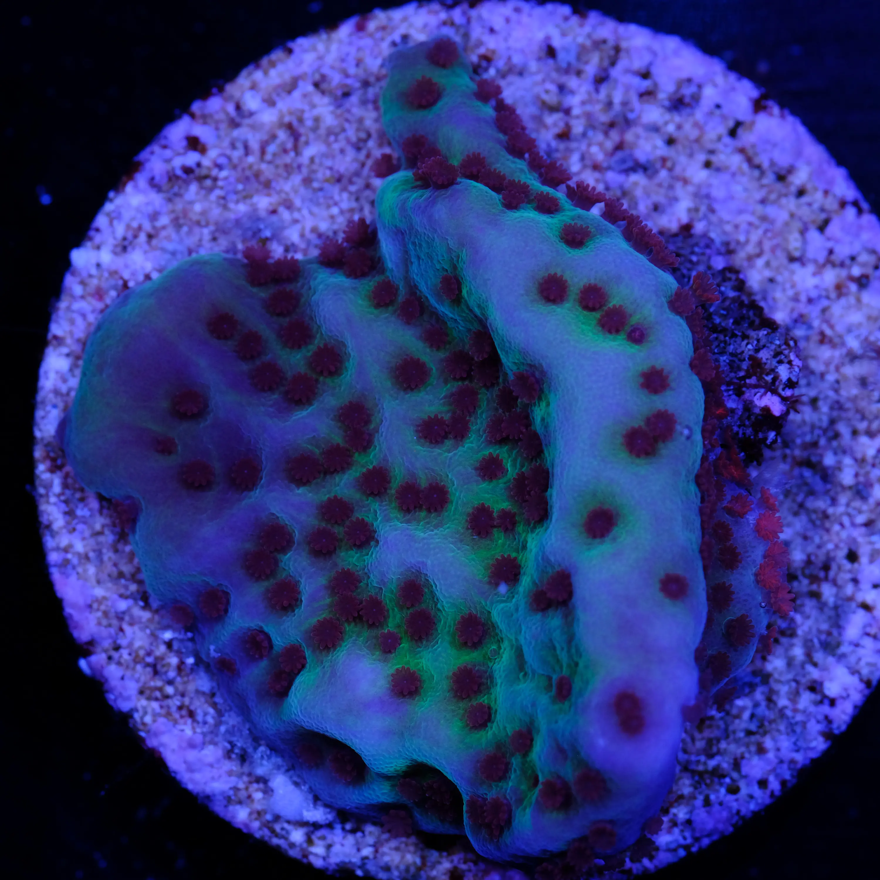 Montipora Mind Trick