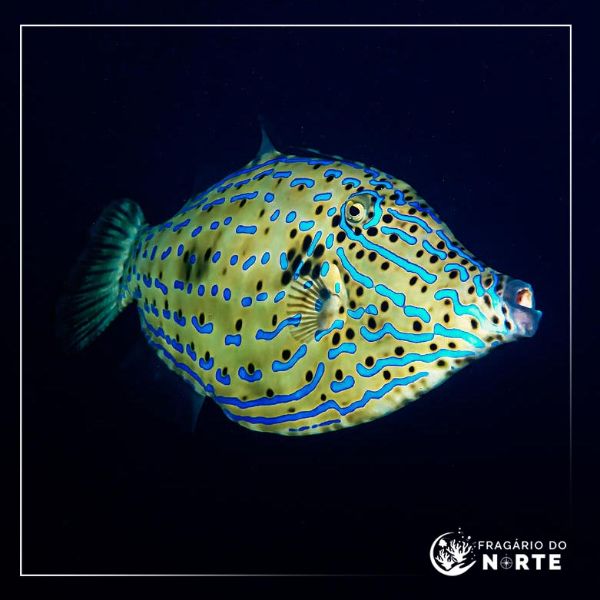 Aluterus scriptus