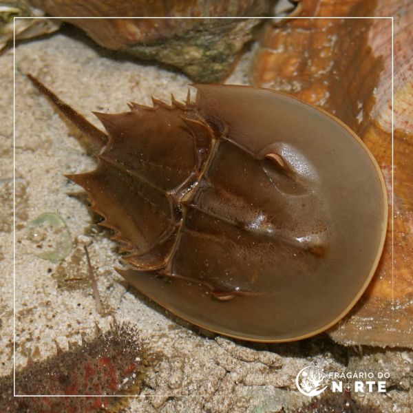Limulus polyphemus