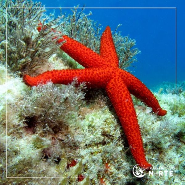 Echinaster sepositus