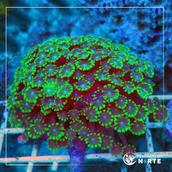 Alveopora Spp