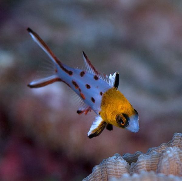 Bodianus anthioides