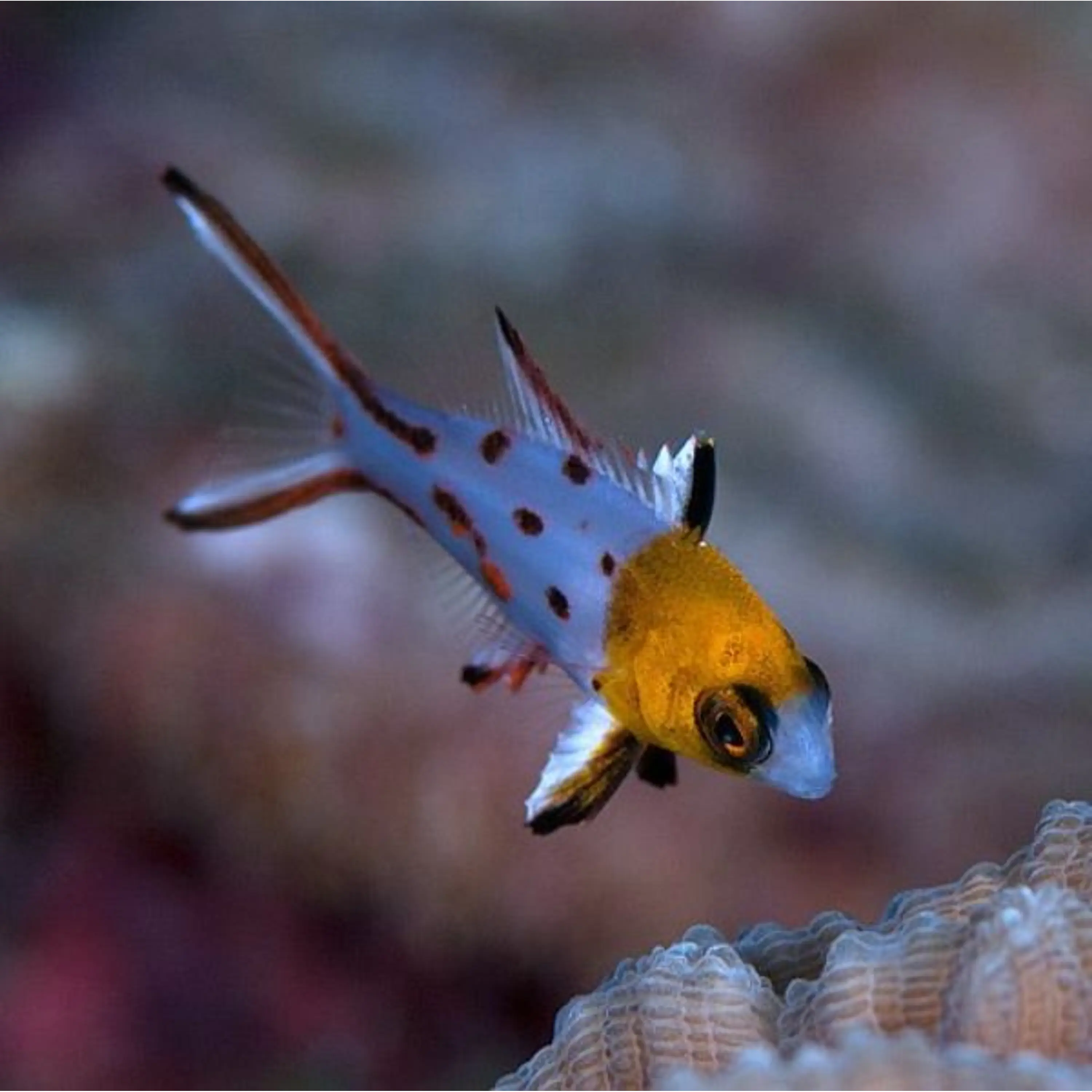 Bodianus anthioides