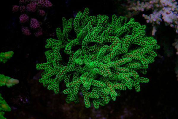Seriatopora Caliendrum