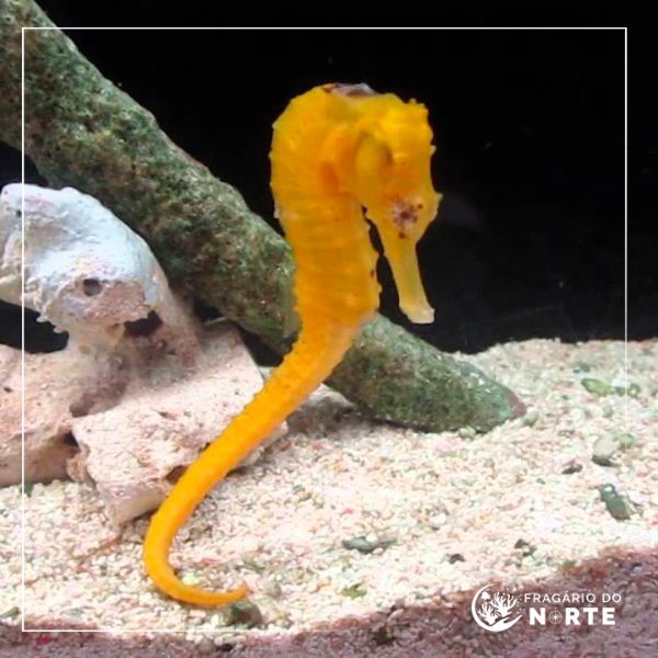 Hippocampus reidi