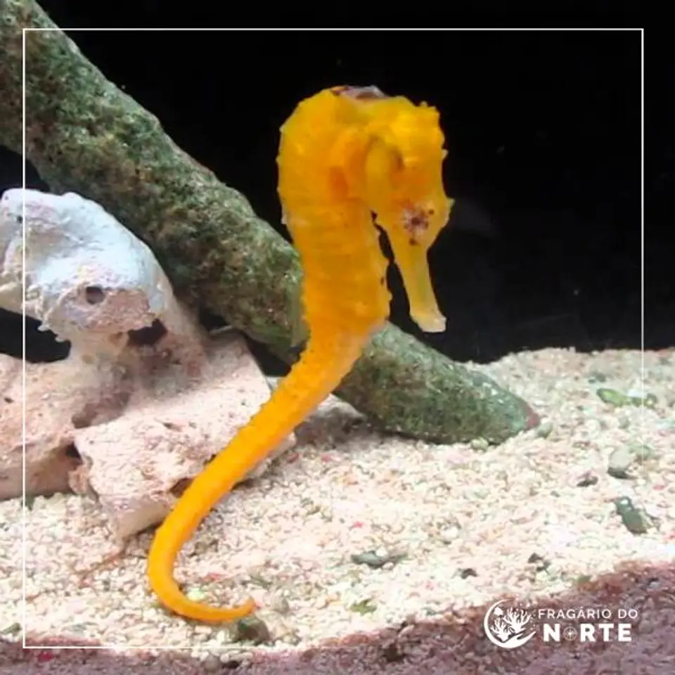 Hippocampus reidi 1