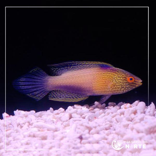 Cirrhilabrus rhomboidalis