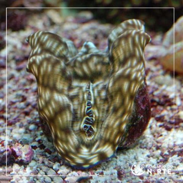 Tridacna derasa
