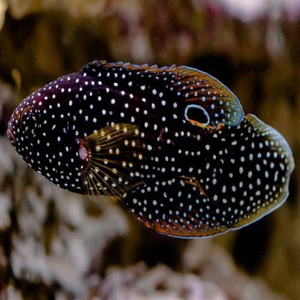 Calloplesiops altivelis