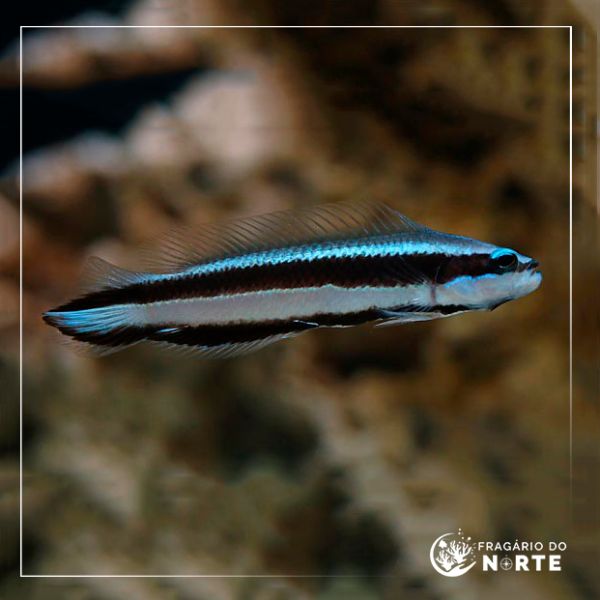 Pseudochromis sankeyi