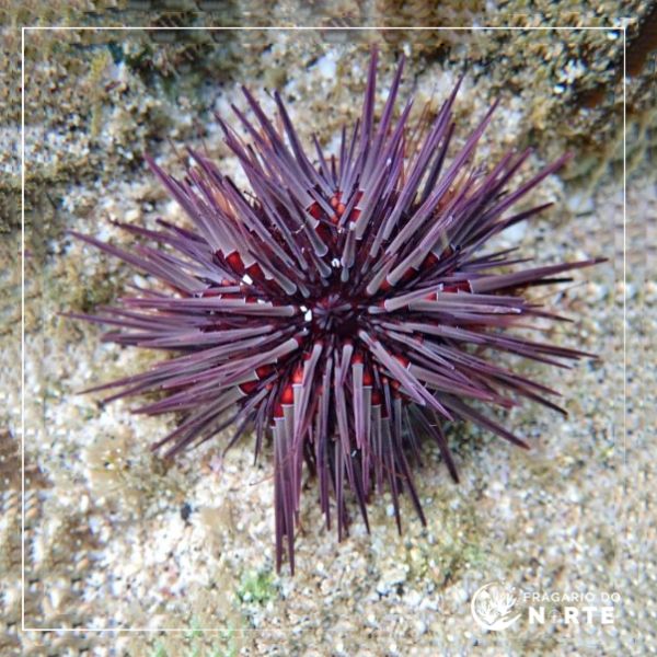 Echinometra mathaei