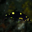 Bodianus mesothorax 1