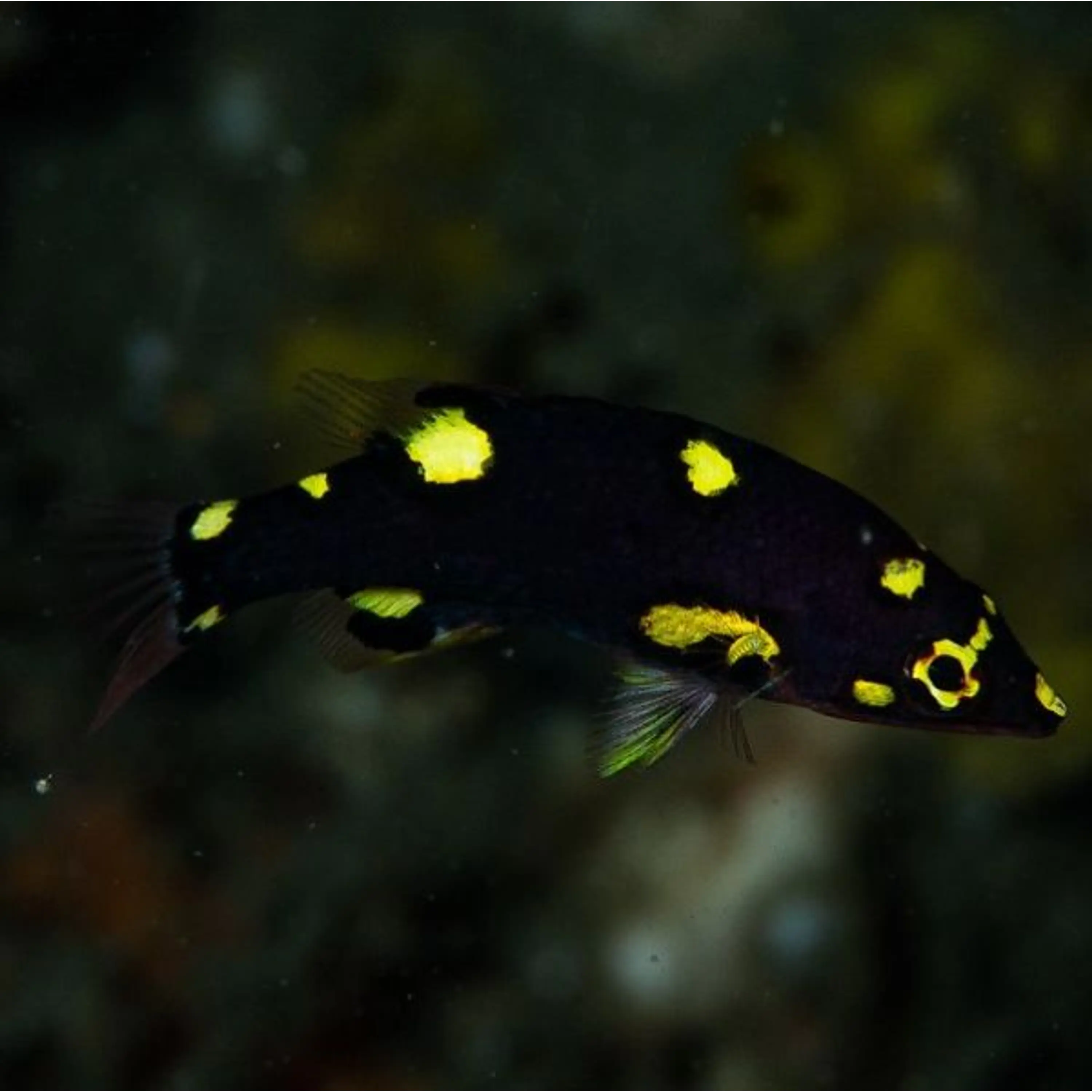Bodianus mesothorax