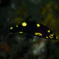 Bodianus mesothorax - Thumbnail 1