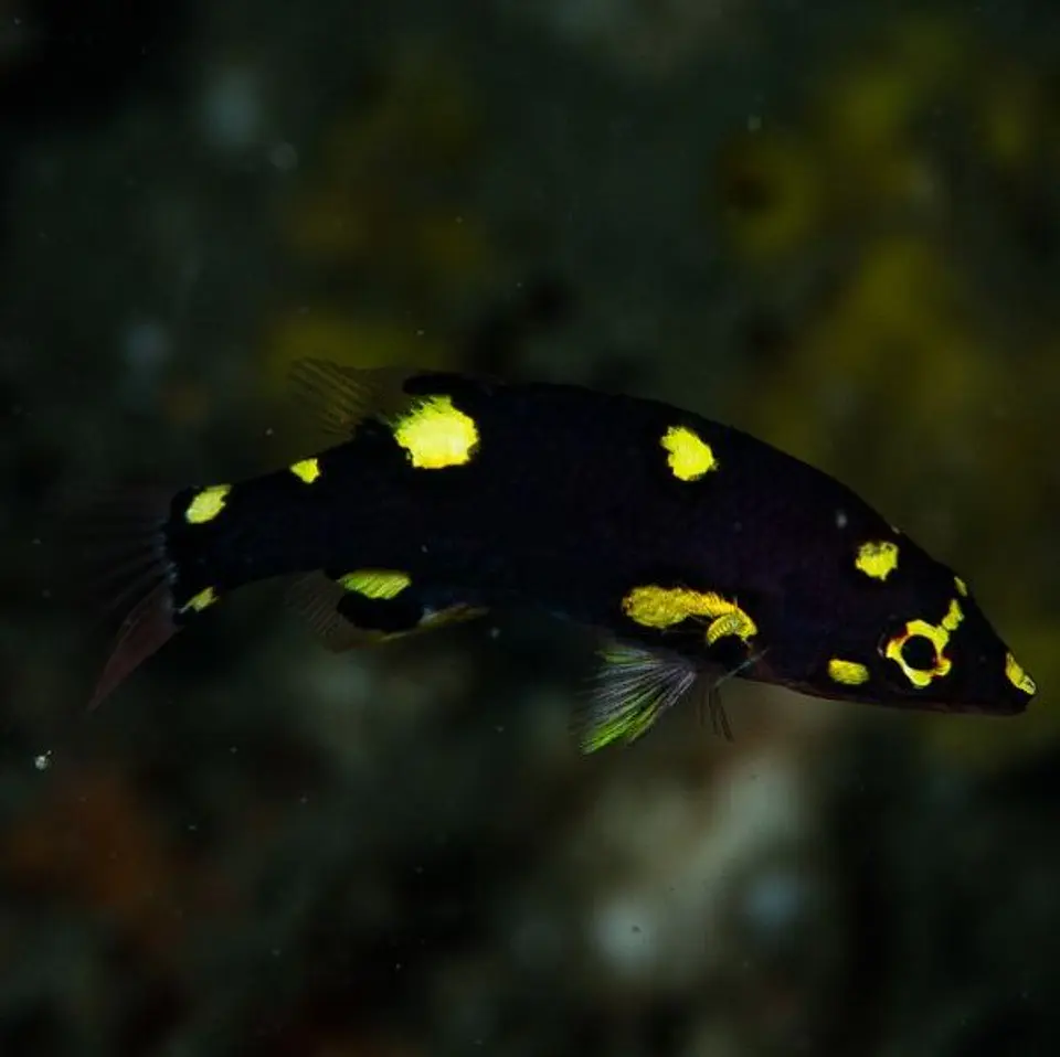 Bodianus mesothorax 1