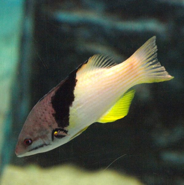 Bodianus mesothorax 2
