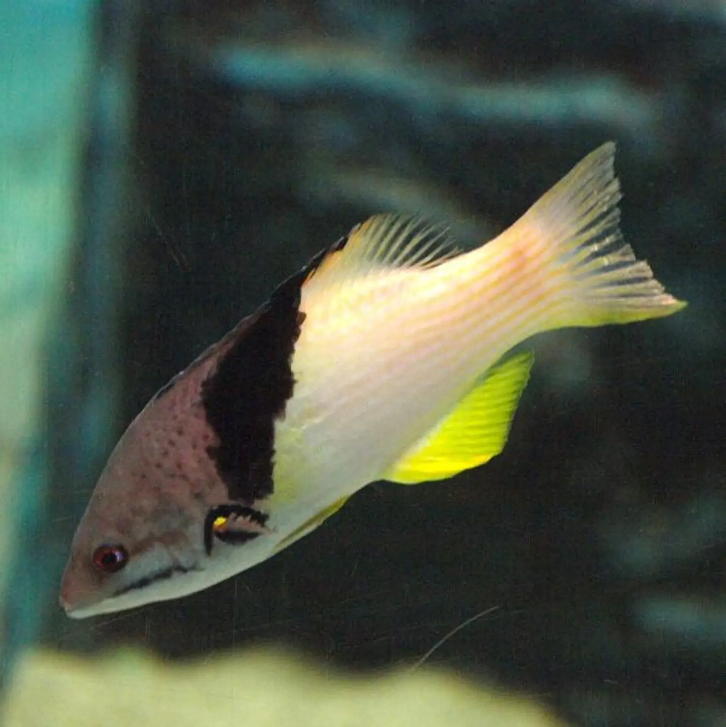 Bodianus mesothorax 2
