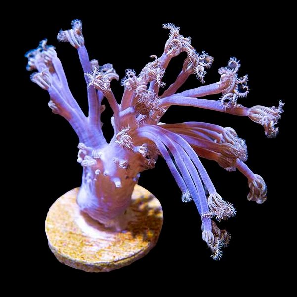 Cespitularia