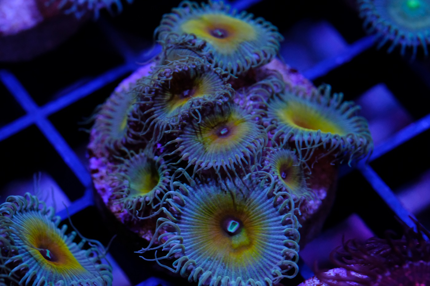Palythoa
