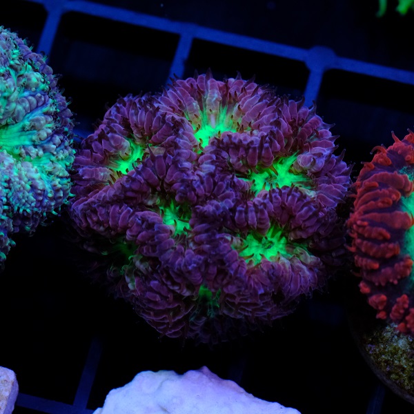 Blastomussa Merleti