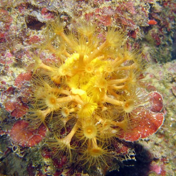 Parazoanthus