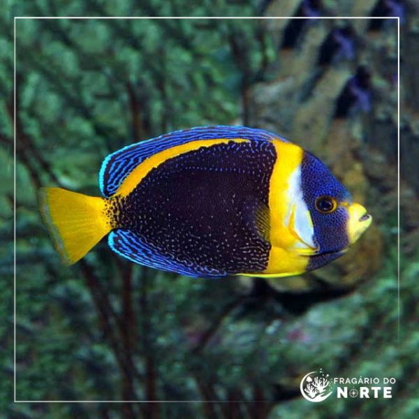Chaetodontoplus duboulayi