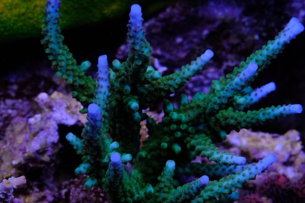 Acropora Loisettae 1