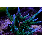 Acropora Loisettae 1