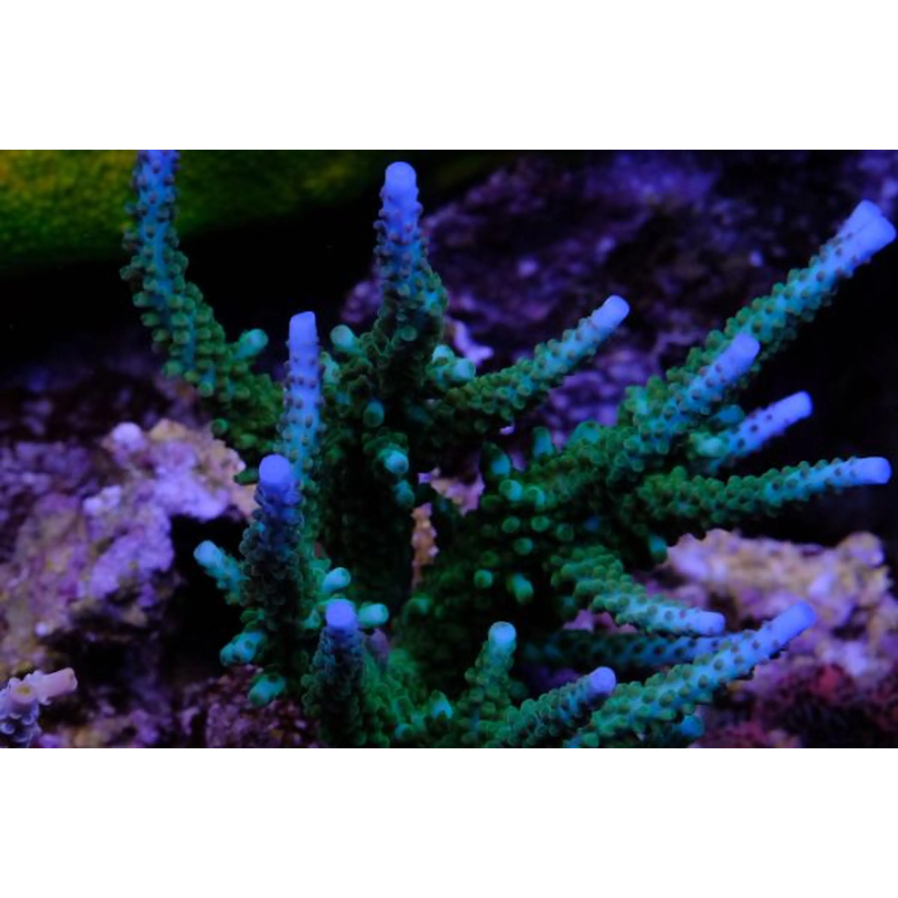 Acropora Loisettae