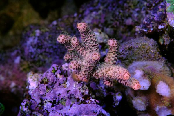 Millepora Pink 1