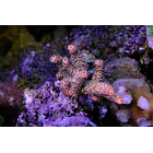 Millepora Pink 1