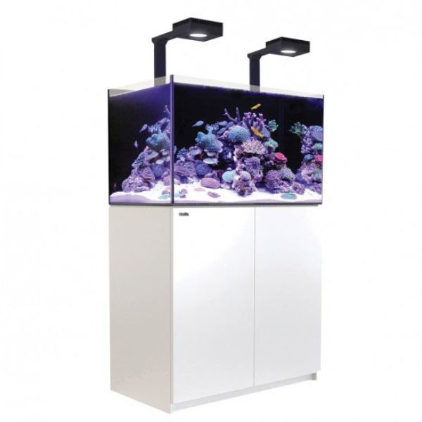 REEFER 250 DELUXE 2