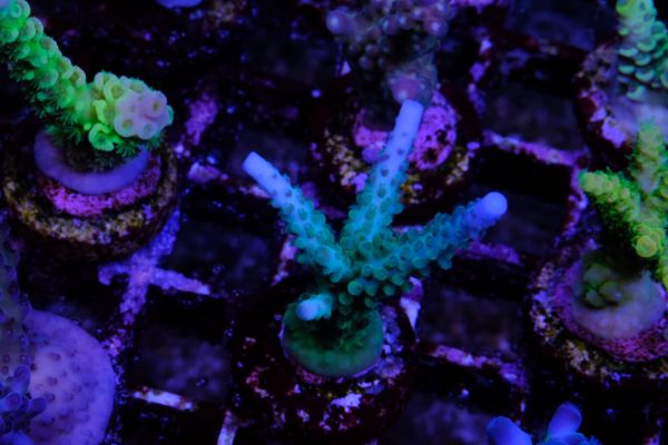 Acropora Loisettae 2