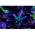 Acropora Loisettae 2