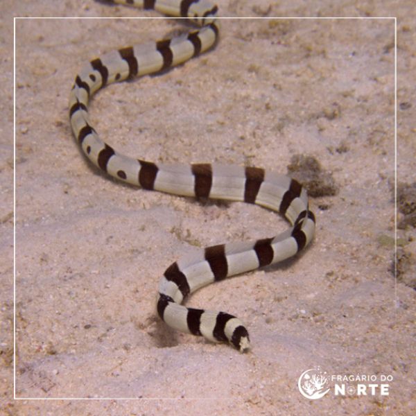 Myrichthys colubrinus