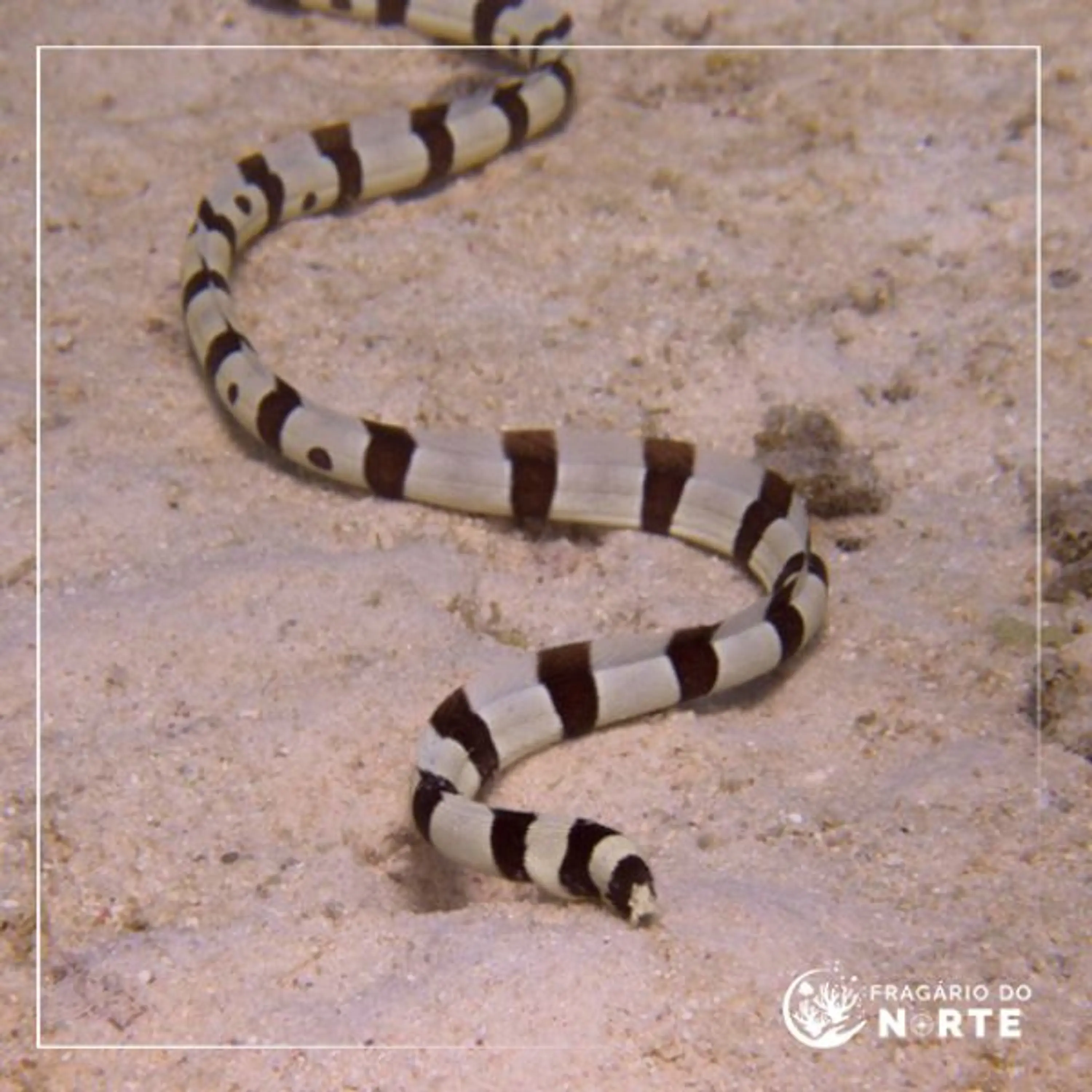 Myrichthys colubrinus