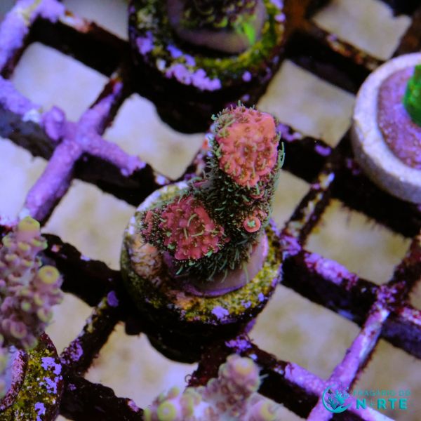 Millepora Pink 2